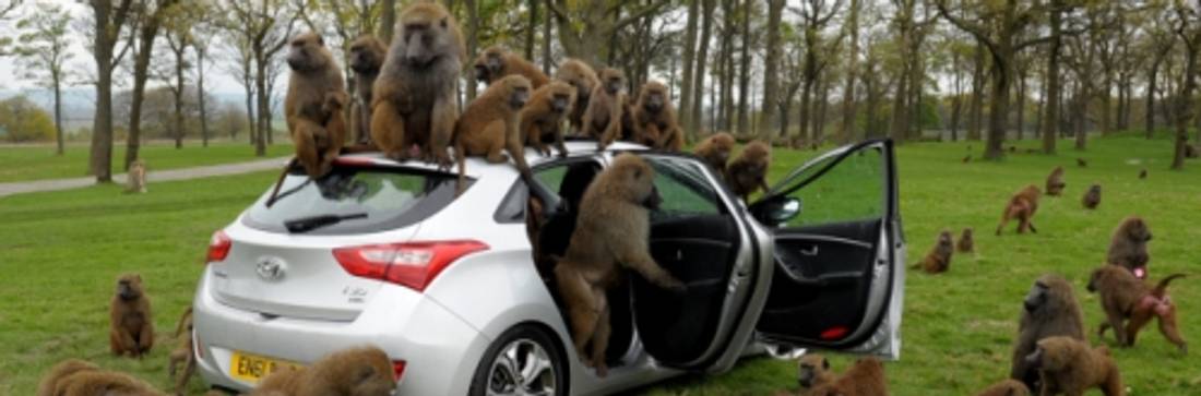 Special: Hyundai i30 – Testpiloten of brokkenmakers?